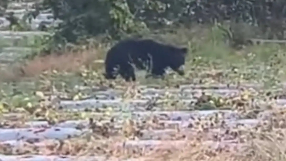 Bear attack ಕಾರ್ಮಿಕನ ಮೇಲೆ ಕರಡಿ ದಾಳಿ..!: ಗಂಭೀರ ಗಾಯ