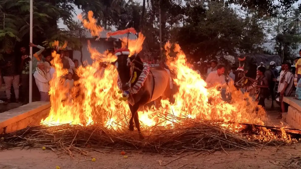 ದೊಡ್ಡಬಳ್ಳಾಪುರ: ಸಡಗರ ಸಂಭ್ರಮದ ಸಂಕ್ರಾಂತಿ / Video