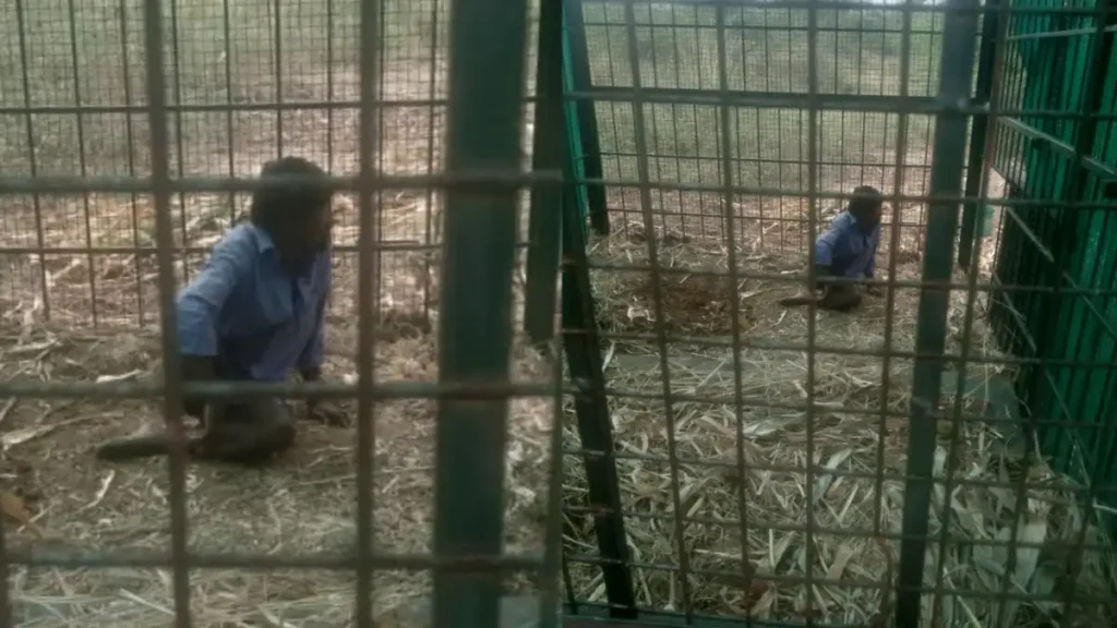 A man was caught in a cage kept for a leopard