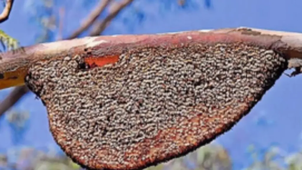 bee attacks at Doddaballapur hospital road..!